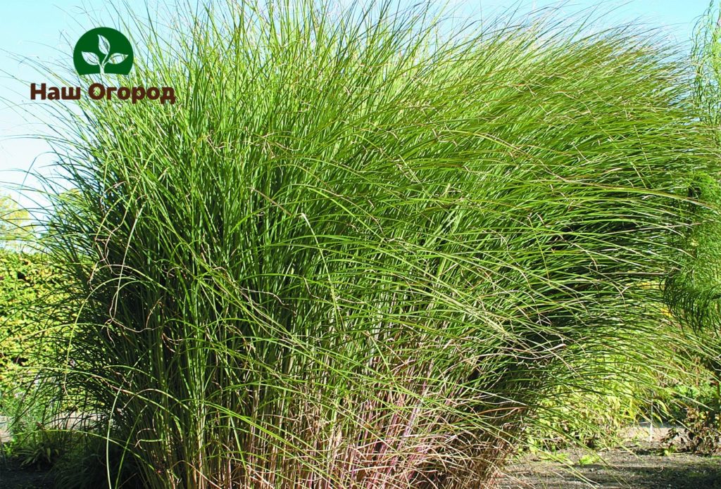 Ang Miscanthus Chinese zebrinus ay isang chic plant.