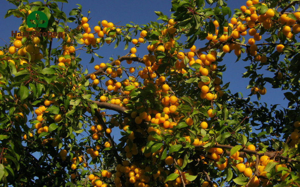 Kirschpflaume im Garten