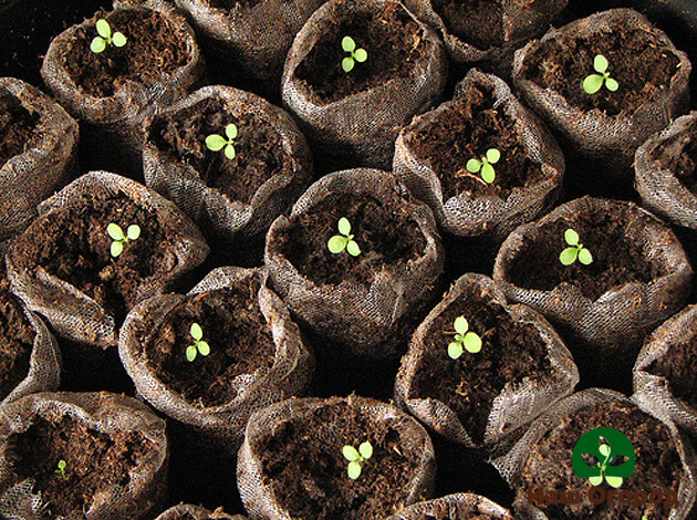 Tobacco seedlings