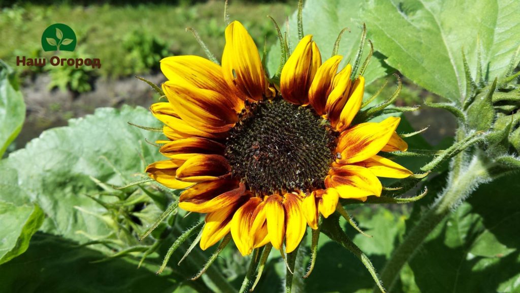 Sonnenblume im Garten