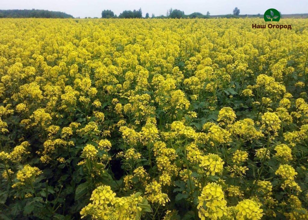 mustard fertilizer