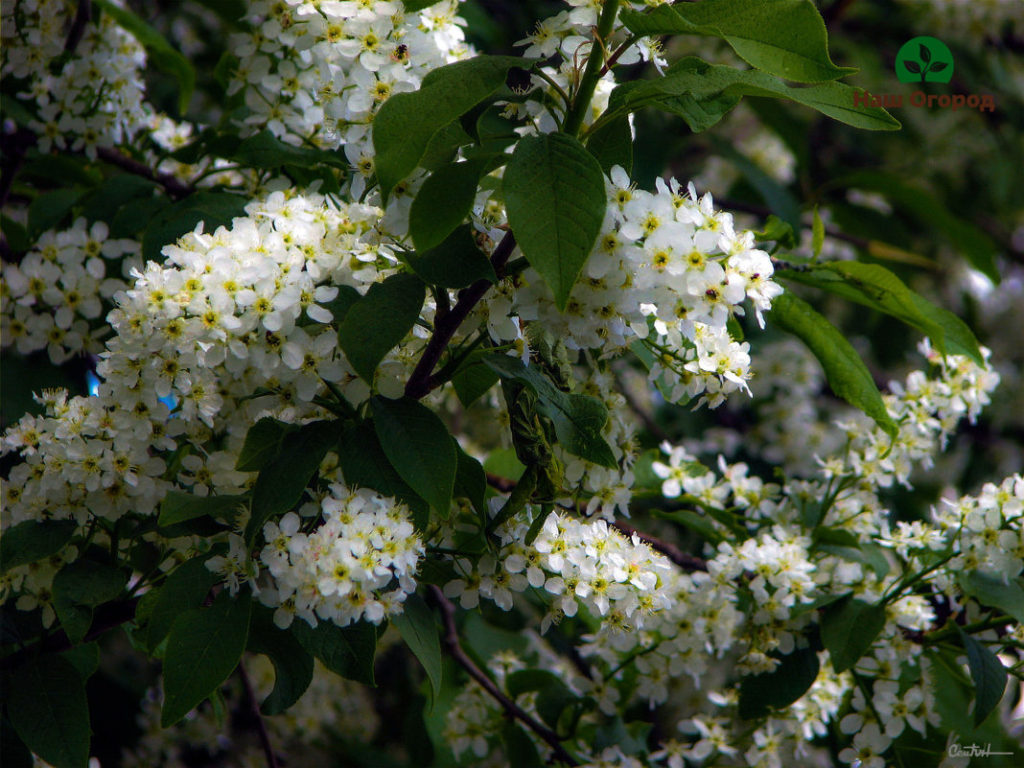 bird cherry