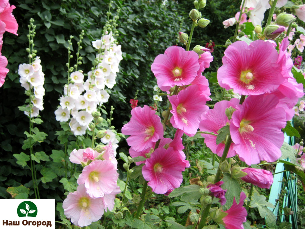 Mallow is an unpretentious plant.