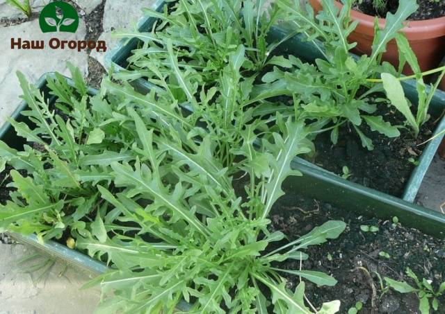 Arugula variety Solitaire