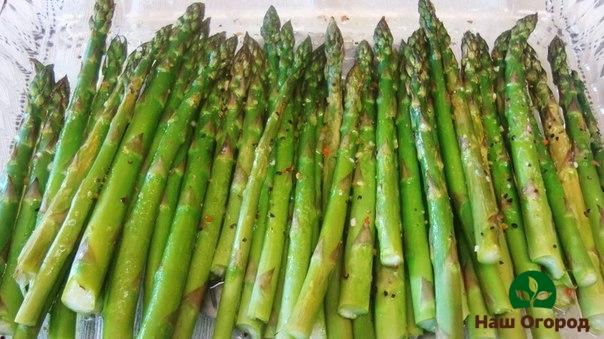 Late-ripening asparagus Slava Braunschweig