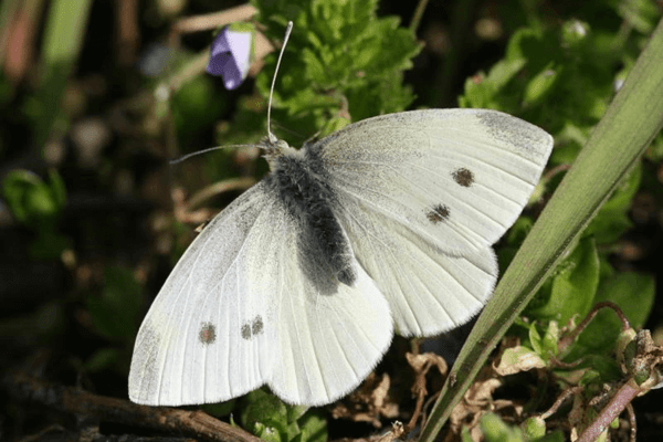 Fotografija štetnika kupusa