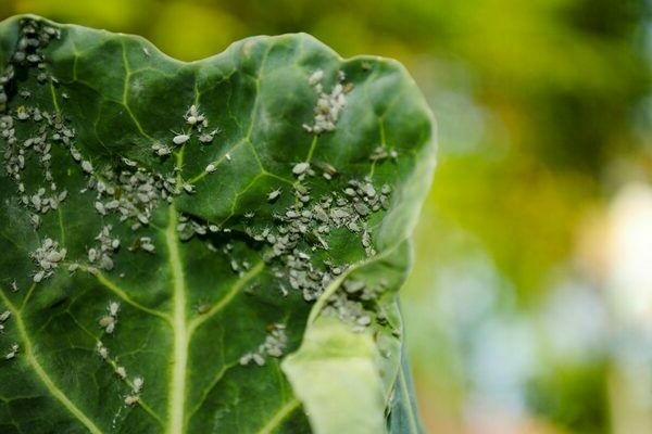 cabbage pests