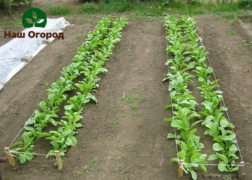 Daikon beds need careful weeding and regular watering