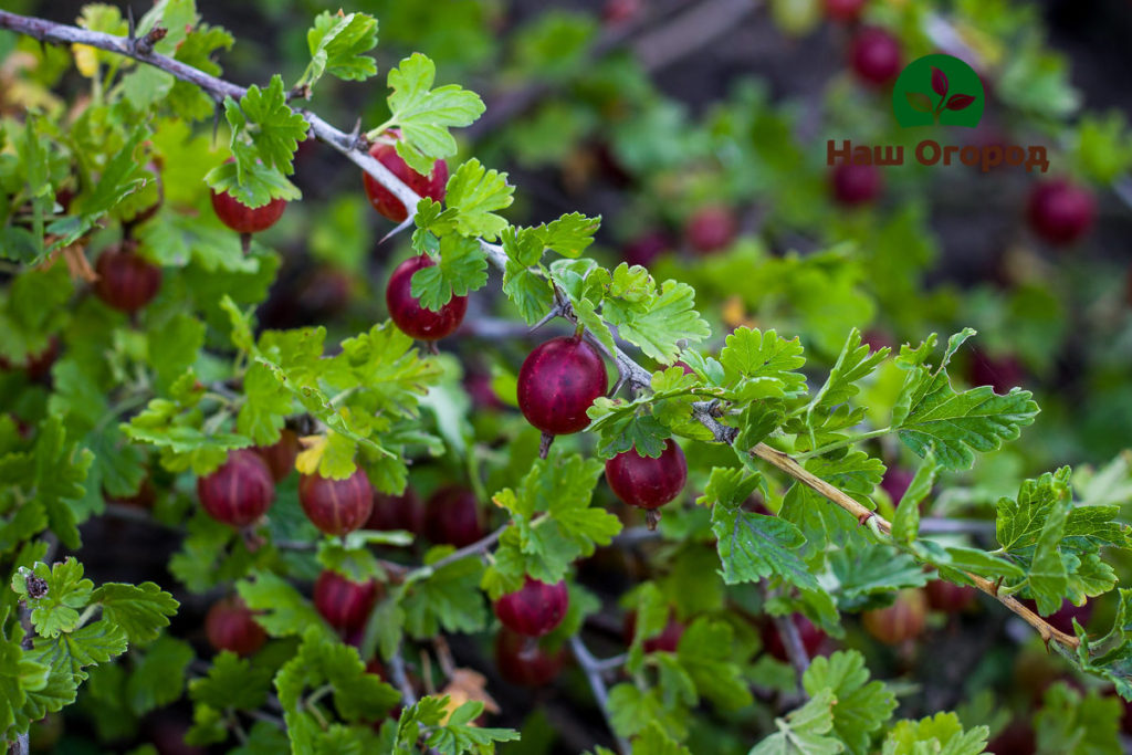 gooseberries in the country