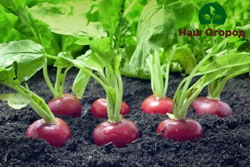 Grown radish in the garden