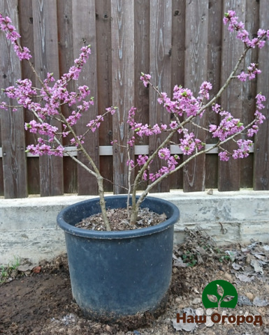 Daphne is one of the slowest growing plants