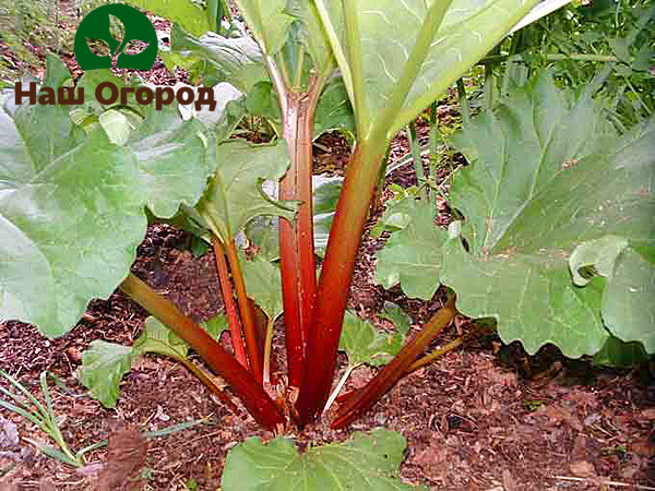 growing rhubarb