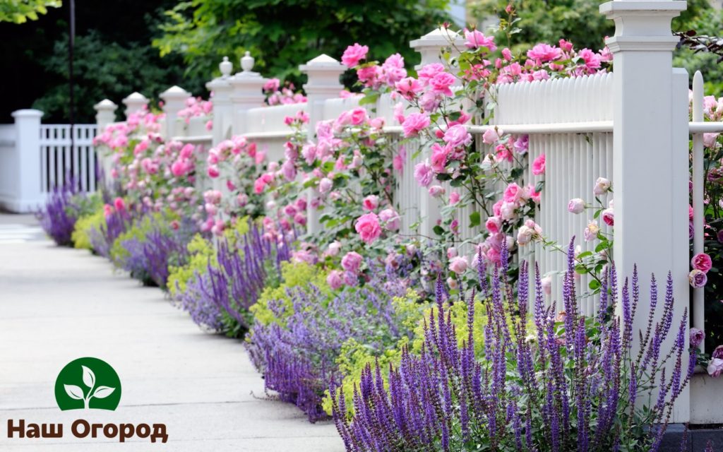 Il est recommandé de planter de la lavande près des rosiers.