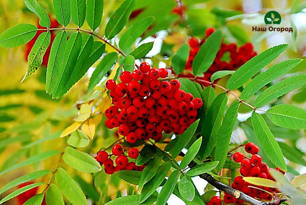 rowan fruit