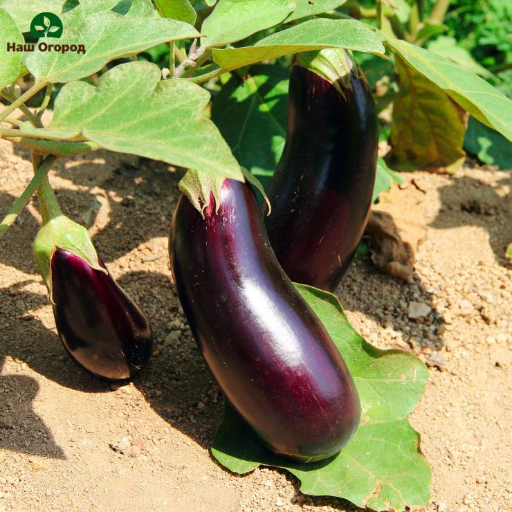 aubergine vokser