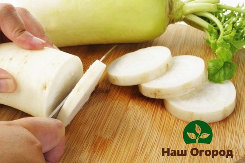 Kulinarische Experten fügen vielen Gerichten Daikon hinzu und verleihen ihnen ein subtiles Aroma und einen originellen Geschmack.