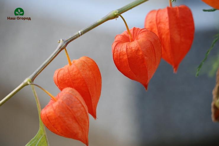 wachsende physalis