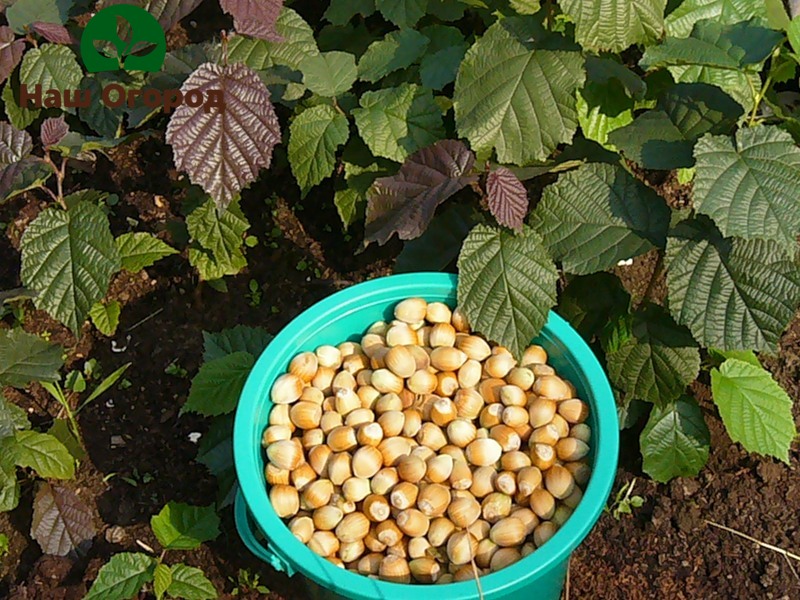 Hazel. With proper care, you can harvest a whole bucket of nuts from one bush.