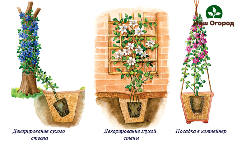 Pflanzschema für Clematis, je nach Zweck des Anbaus