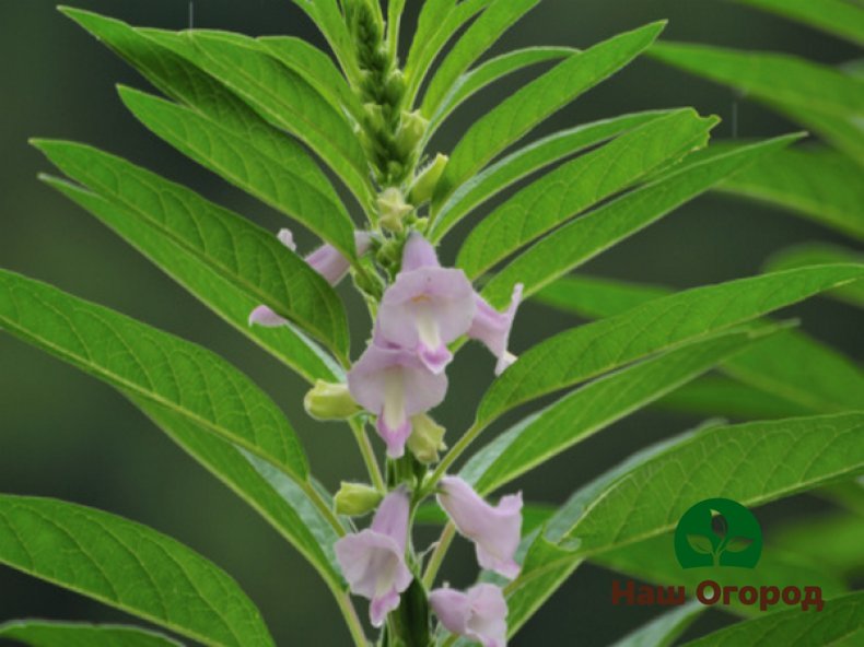 Sesame blooms in the first half of summer, and bears fruit in late summer and early autumn.