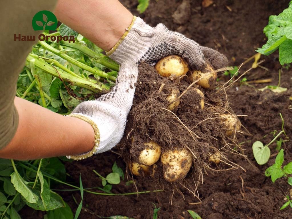 Ang isang mataas na ani ng patatas ay direktang nakasalalay sa tamang teknolohiya ng paglilinang nito.