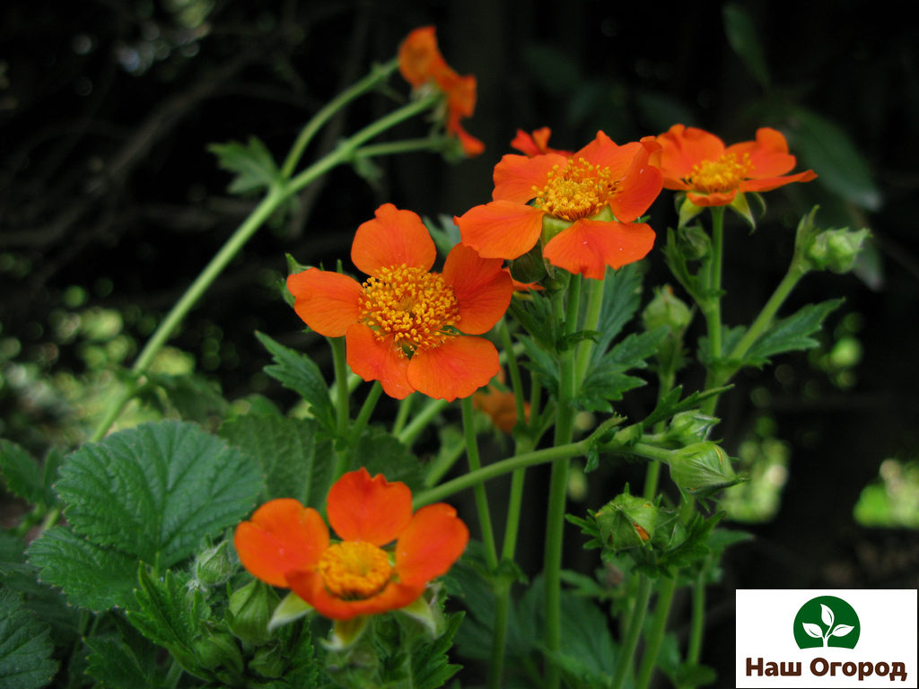 Gravilat blooms non-stop from early summer to early autumn.