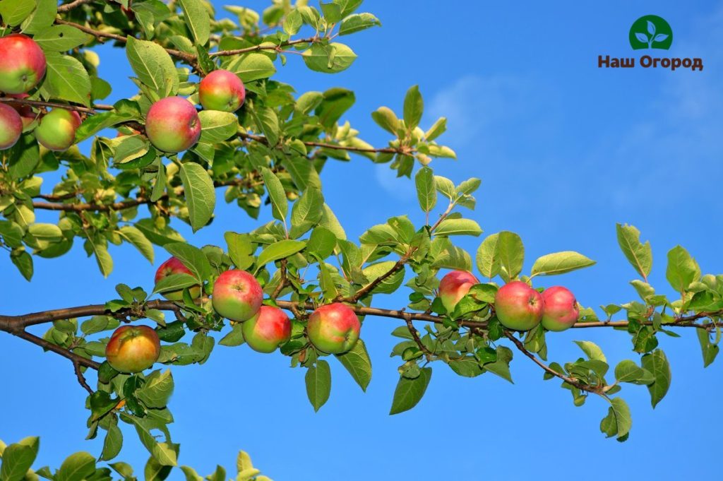 Apple orchard