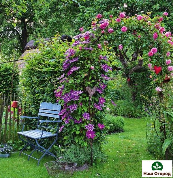 Clematis hat eine üppige und intensive Blüte.