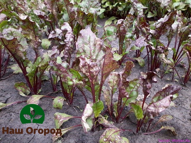 Beet tops affected by fungus
Erysiphe communis