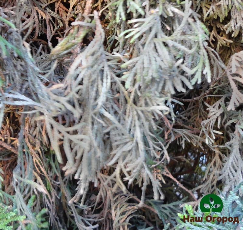 Gray mold on conifers