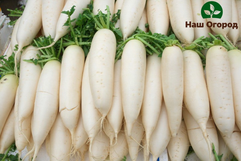 white radish