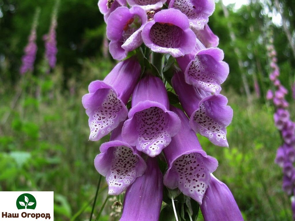 Foxglove flowers look like many thimbles.