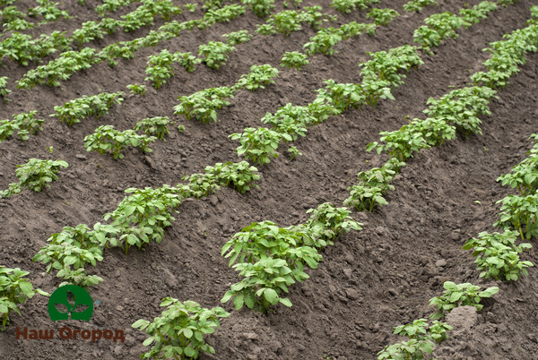 crops of potatoes