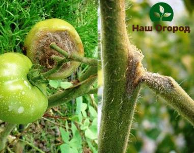 Green tomatoes affected by gray mold