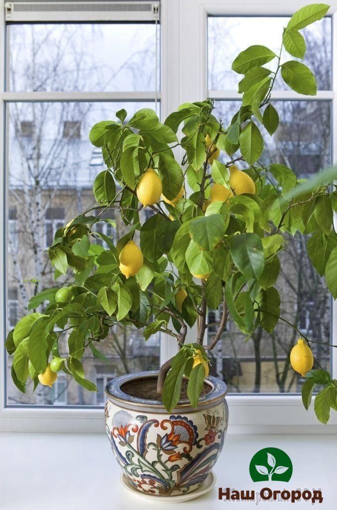 Zitronen auf der Fensterbank angebaut