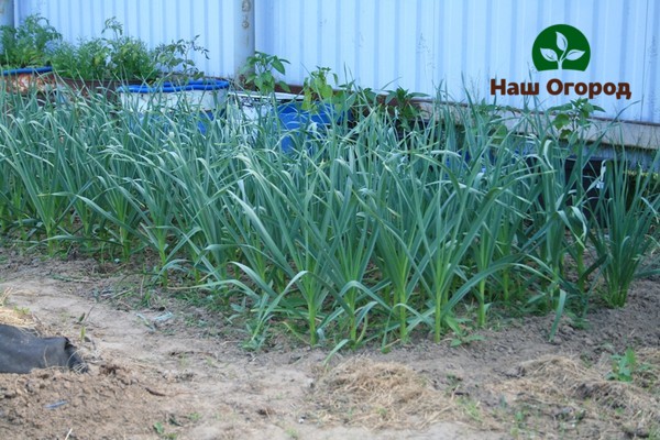 garlic in the garden