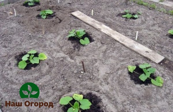 Zucchini is a very freedom-loving culture, so they need to be planted at a great distance from each other.