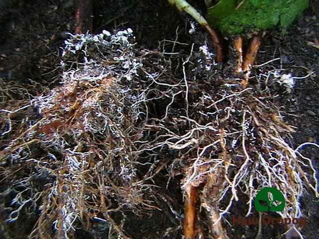 Ano ang mycorrhiza