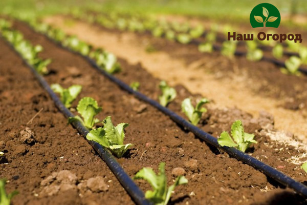 Wenn Sie einen Schlauch zur Bewässerung auf das Gartenbeet legen, müssen Sie sehr vorsichtig sein und berücksichtigen, wie hygrophil die bewässerte Pflanze ist