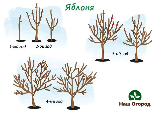 Apple pruning depending on the year