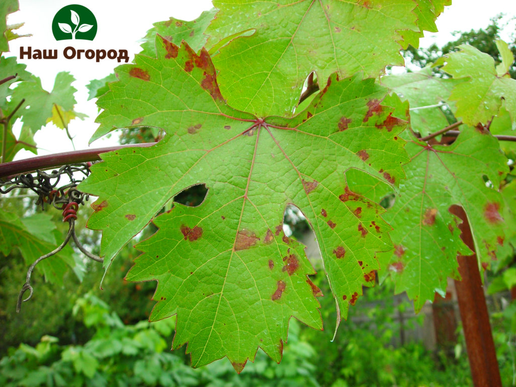 Feuilles de vigne affectées par le mildiou