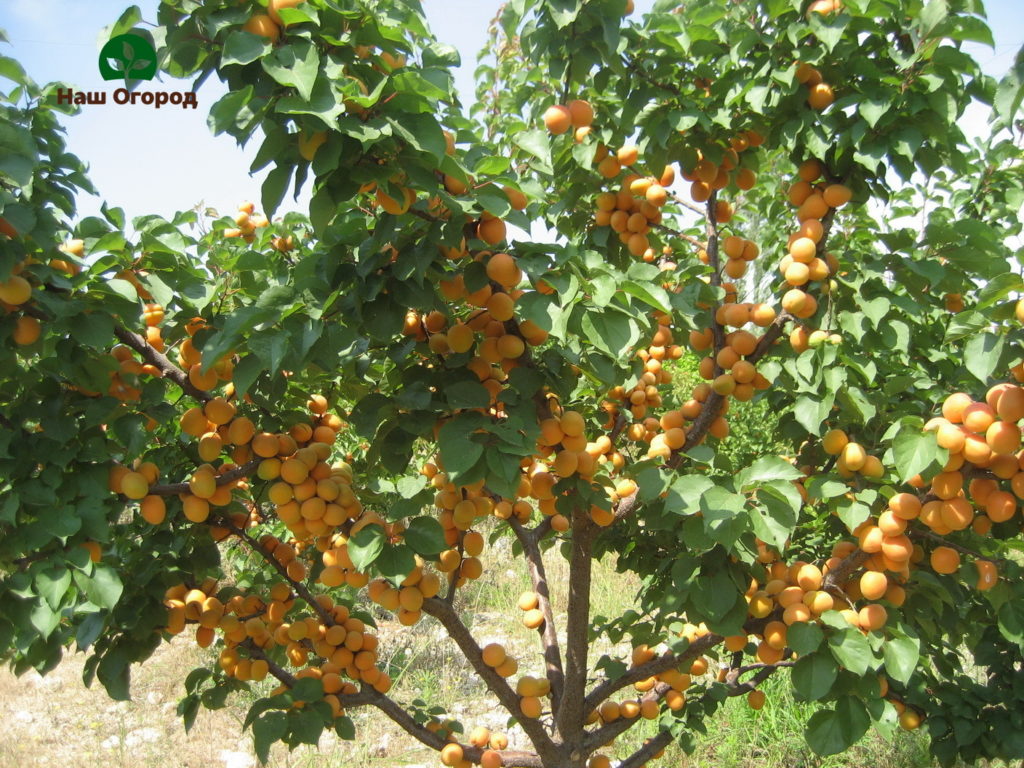 Aprikose im Garten