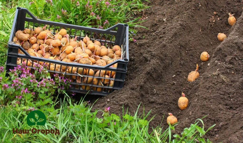 Viele Gärtner fangen an, Kartoffeln zu pflanzen, wenn die Vogelkirsche blüht.