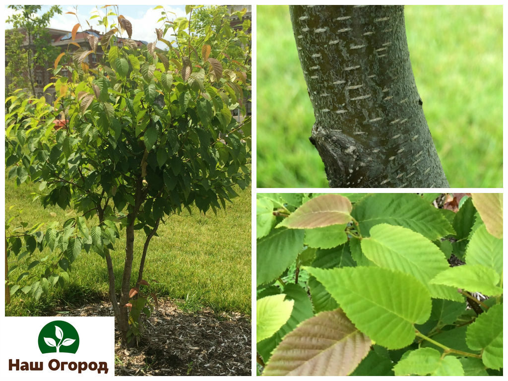 Cherry birch is an unusual ornamental plant.