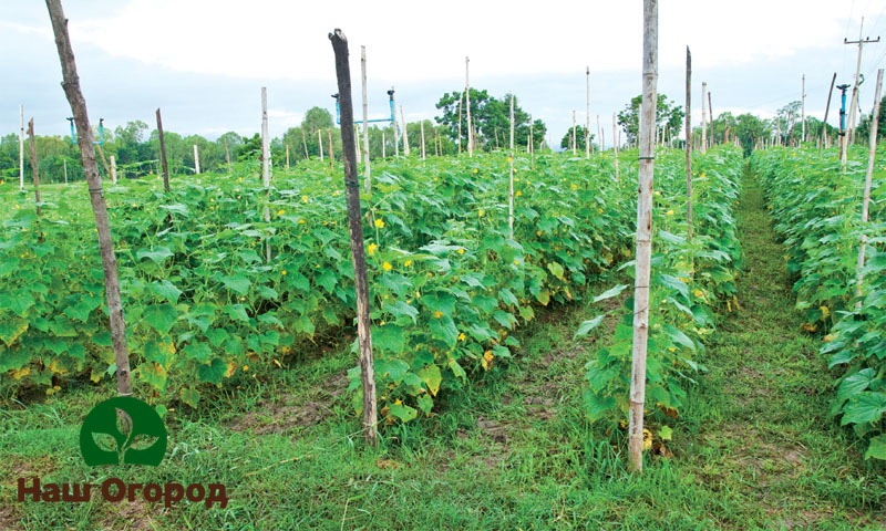 Hindi kanais-nais na palaguin lamang ang isang ani sa hardin.