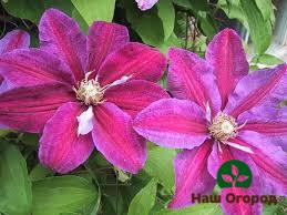 Sorte Clematis Zvijezda Indije