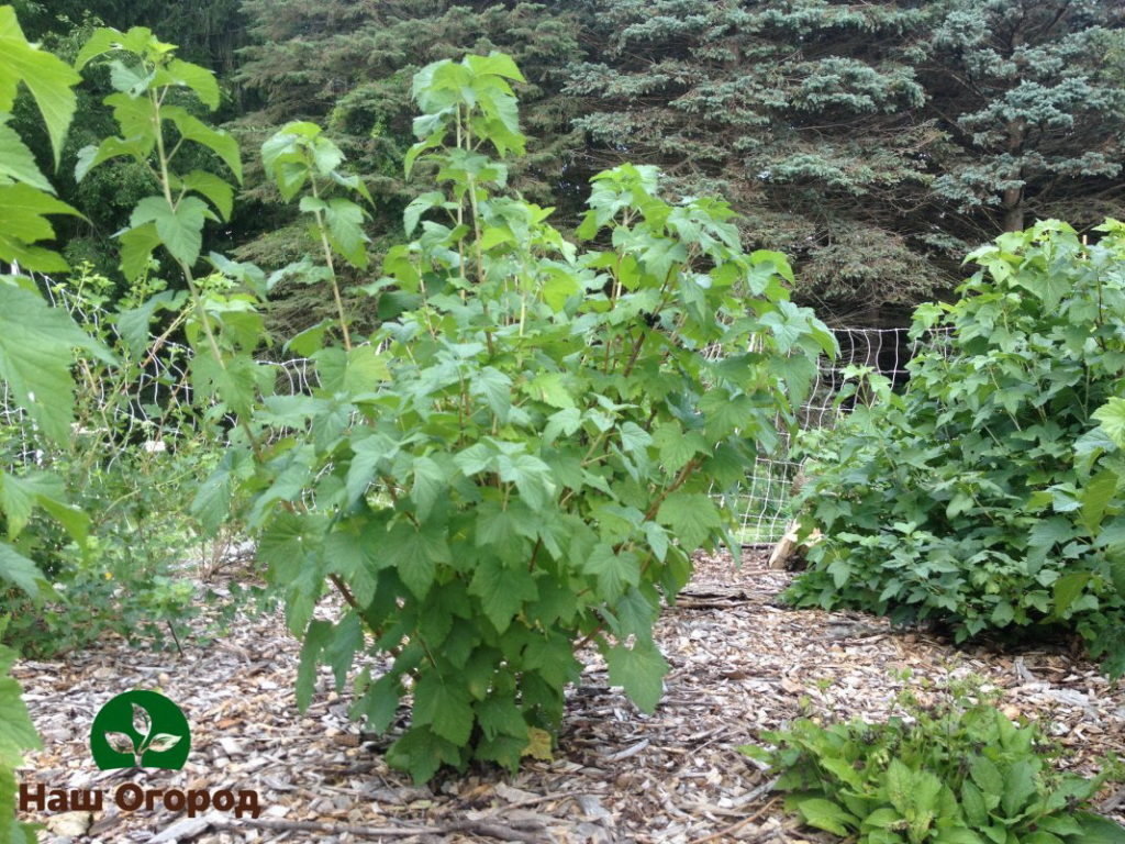 Young healthy black currant bush