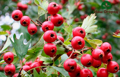 Hawthorn prickly