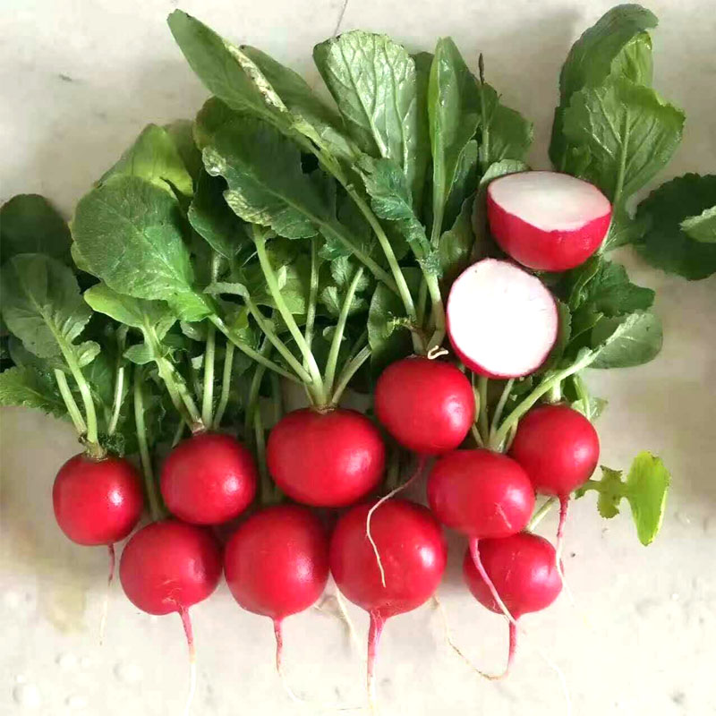 Radish is a healthy vegetable.