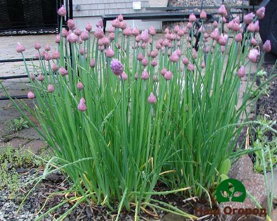 Kasama sa pangangalaga ng Chives ang regular na pag-aalis ng damo at pagtutubig